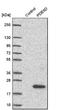 Phosphodiesterase 6D antibody, NBP1-86275, Novus Biologicals, Western Blot image 