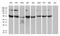 GluRS antibody, MA5-27312, Invitrogen Antibodies, Western Blot image 