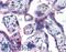EvC Ciliary Complex Subunit 2 antibody, LS-B4966, Lifespan Biosciences, Immunohistochemistry frozen image 