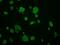 GRIP1 Associated Protein 1 antibody, MA5-25035, Invitrogen Antibodies, Immunocytochemistry image 