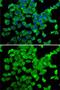 Poly(A)-Specific Ribonuclease antibody, GTX33386, GeneTex, Immunofluorescence image 