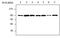 Radixin antibody, MA5-17245, Invitrogen Antibodies, Western Blot image 