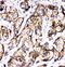 Sonic hedgehog protein antibody, PA1072-1, Boster Biological Technology, Immunohistochemistry paraffin image 
