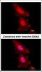 Forkhead Box O1 antibody, 3338, QED Bioscience, Immunofluorescence image 