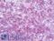 Homeobox B7 antibody, LS-B10563, Lifespan Biosciences, Immunohistochemistry paraffin image 