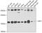 ADP Ribosylation Factor 1 antibody, 18-828, ProSci, Western Blot image 