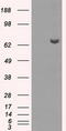 Histone Deacetylase 10 antibody, TA500787, Origene, Western Blot image 