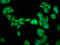 Programmed Cell Death 10 antibody, LS-C371989, Lifespan Biosciences, Immunofluorescence image 