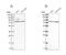 Purinergic Receptor P2X 7 antibody, NBP1-82738, Novus Biologicals, Western Blot image 