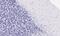 5-Hydroxytryptamine Receptor 2A antibody, NBP2-26091, Novus Biologicals, Immunohistochemistry paraffin image 