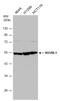 RuvB Like AAA ATPase 1 antibody, GTX111294, GeneTex, Western Blot image 