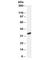 Activating Transcription Factor 7 antibody, R34318-100UG, NSJ Bioreagents, Western Blot image 