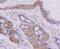 Cytochrome C, Somatic antibody, NBP2-67558, Novus Biologicals, Immunohistochemistry paraffin image 