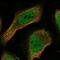 EP300 Interacting Inhibitor Of Differentiation 1 antibody, PA5-62322, Invitrogen Antibodies, Immunofluorescence image 