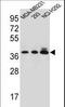 Taste 2 Receptor Member 1 antibody, LS-C161711, Lifespan Biosciences, Western Blot image 