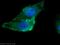 Rho GTPase Activating Protein 21 antibody, 22183-1-AP, Proteintech Group, Immunofluorescence image 