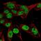 Proteasome Activator Subunit 4 antibody, NBP2-32575, Novus Biologicals, Immunofluorescence image 