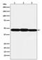 E74 Like ETS Transcription Factor 3 antibody, M01027-1, Boster Biological Technology, Western Blot image 