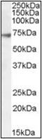 Gamma-Aminobutyric Acid Type A Receptor Alpha4 Subunit antibody, AP22583PU-N, Origene, Western Blot image 