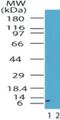 Hmgi antibody, PA1-41326, Invitrogen Antibodies, Western Blot image 