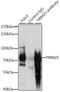 E3 ubiquitin/ISG15 ligase TRIM25 antibody, LS-C748006, Lifespan Biosciences, Immunoprecipitation image 