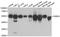 FKBP Prolyl Isomerase 8 antibody, A7085, ABclonal Technology, Western Blot image 