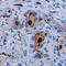 S100 Calcium Binding Protein A8 antibody, MAB4570, R&D Systems, Immunohistochemistry paraffin image 