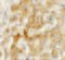 Transmembrane Protein 106B antibody, 6783, ProSci, Immunohistochemistry paraffin image 