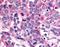 Olfactory receptor 8G2 antibody, NLS4354, Novus Biologicals, Immunohistochemistry frozen image 