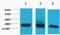 Histone H3 antibody, STJ97052, St John