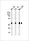 Protein Phosphatase 1 Catalytic Subunit Beta antibody, LS-C162076, Lifespan Biosciences, Western Blot image 