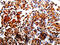 Alpha Fetoprotein antibody, CSB-PA230953, Cusabio, Immunohistochemistry paraffin image 