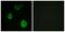 Olfactory Receptor Family 5 Subfamily H Member 6 (Gene/Pseudogene) antibody, PA5-39651, Invitrogen Antibodies, Immunofluorescence image 