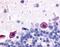 Adenosine A1 Receptor antibody, NLS11, Novus Biologicals, Immunohistochemistry paraffin image 