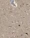 Metallothionein 3 antibody, FNab05387, FineTest, Immunohistochemistry frozen image 