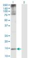 Small Ubiquitin Like Modifier 1 antibody, H00007341-M03, Novus Biologicals, Western Blot image 