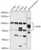 CD36 Molecule antibody, 15-682, ProSci, Western Blot image 