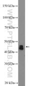 NAD Kinase 2, Mitochondrial antibody, 26352-1-AP, Proteintech Group, Western Blot image 