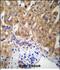 Mucin 15, Cell Surface Associated antibody, PA5-48498, Invitrogen Antibodies, Immunohistochemistry paraffin image 