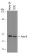 Reticulon 4 antibody, AF6596, R&D Systems, Western Blot image 
