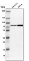 DEAD-Box Helicase 41 antibody, NBP1-89297, Novus Biologicals, Western Blot image 