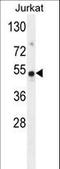 Family With Sequence Similarity 118 Member B antibody, LS-C165939, Lifespan Biosciences, Western Blot image 