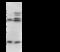 Interleukin 3 antibody, 11858-T48, Sino Biological, Western Blot image 