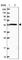 Oxysterol-binding protein-related protein 2 antibody, HPA041127, Atlas Antibodies, Western Blot image 