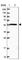 Oxysterol Binding Protein Like 2 antibody, HPA041127, Atlas Antibodies, Western Blot image 