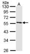 Annexin A11 antibody, NBP2-15406, Novus Biologicals, Western Blot image 