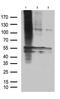 G Protein-Coupled Receptor 83 antibody, M11089, Boster Biological Technology, Western Blot image 