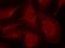 BCL2 Like 11 antibody, GTX50308, GeneTex, Immunofluorescence image 