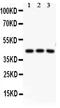 CAMP Responsive Element Binding Protein 1 antibody, PB9100, Boster Biological Technology, Western Blot image 