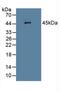 Serpinb1 antibody, MBS2025872, MyBioSource, Western Blot image 